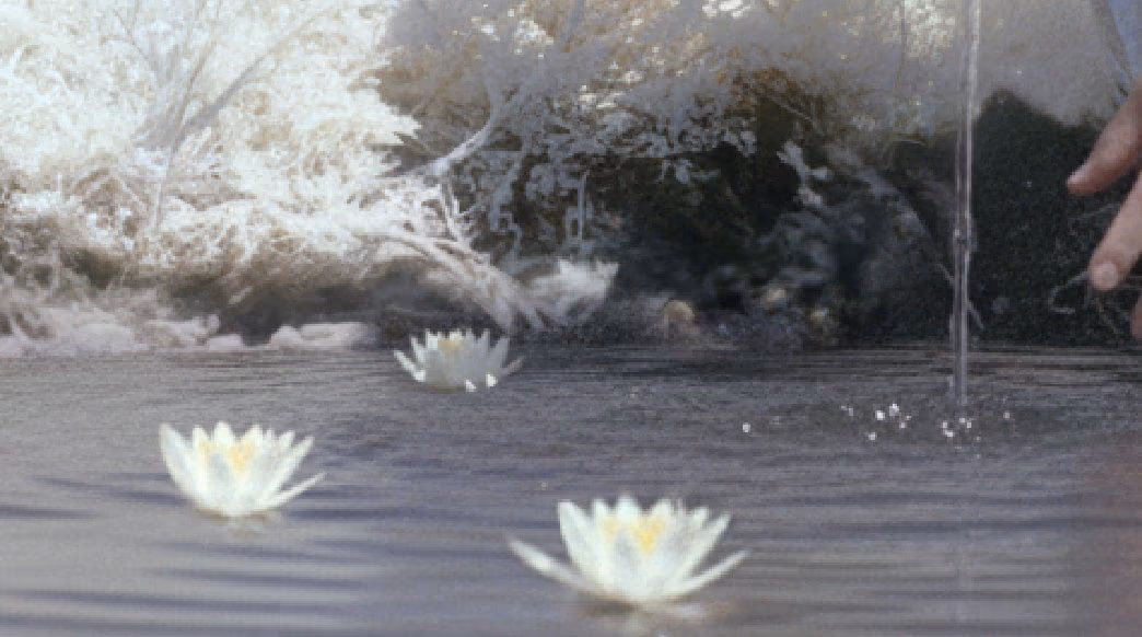 the pond lily detail